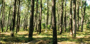 L'Odyssée des Arbres