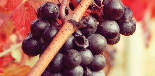 La Vigne Rouge du Domaine