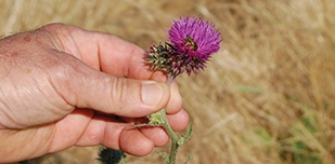 Secrets de botaniste