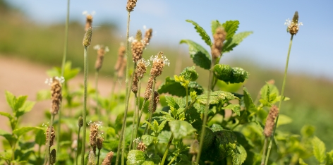 La biodynamie, au service de la Nature
