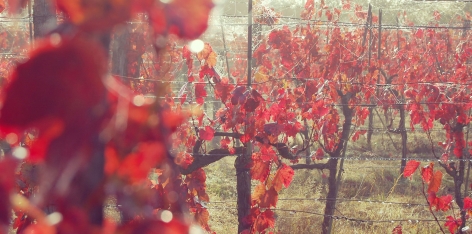 Les cultures de notre Domaine