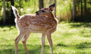 Center Parcs Bois aux Daims